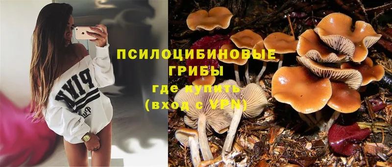 Галлюциногенные грибы Psilocybine cubensis  Усолье-Сибирское 